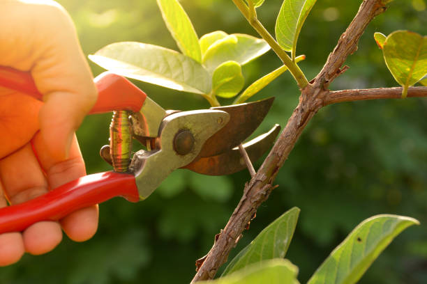 Best Leaf Removal  in Rochester Institute Of Technology, NY